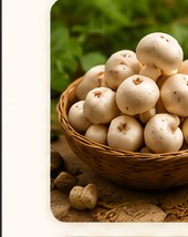 Mushroom